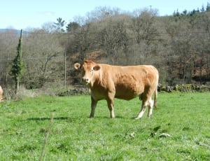 brown and white short coated cow in grass land during daytime thumbnail