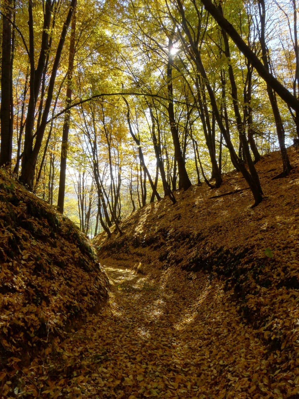 photo of passage in between trees preview