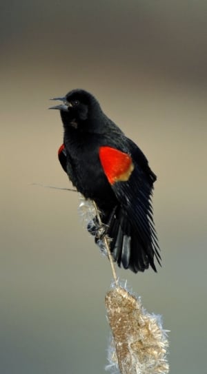 black and red bird thumbnail
