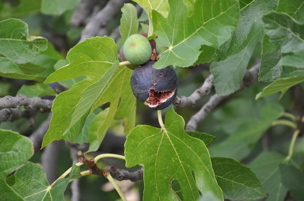 black round fruit preview