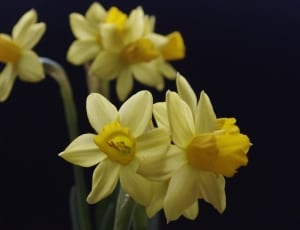 5 yellow and white flowers thumbnail