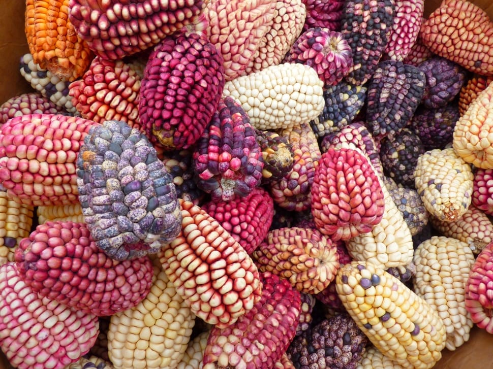 purple and white corns preview