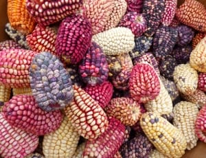 purple and white corns thumbnail