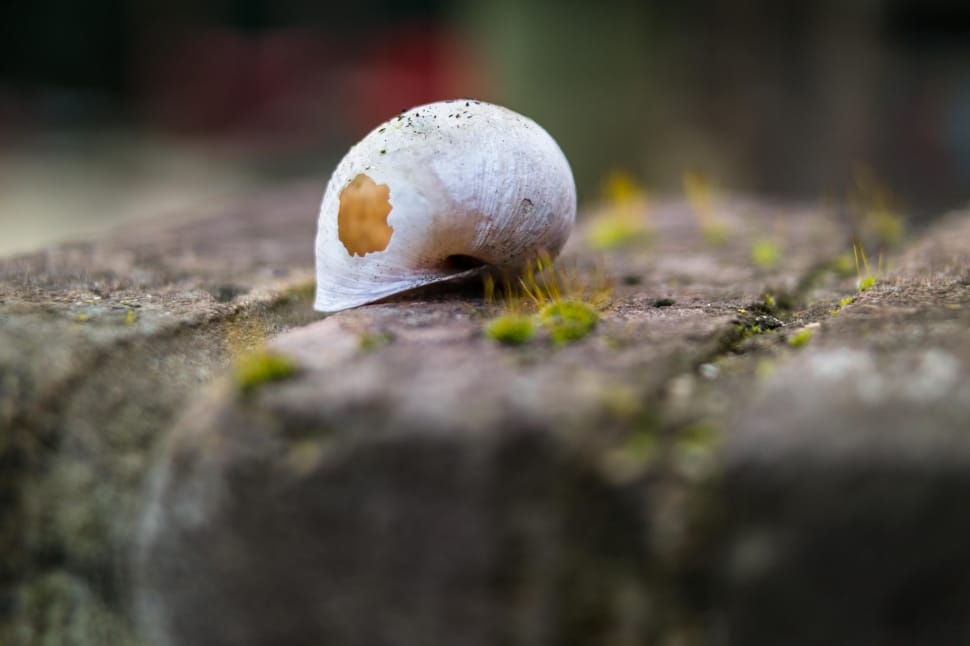 shallow focus photography of white shell preview