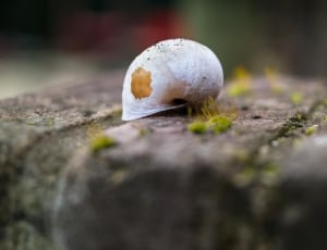 shallow focus photography of white shell thumbnail