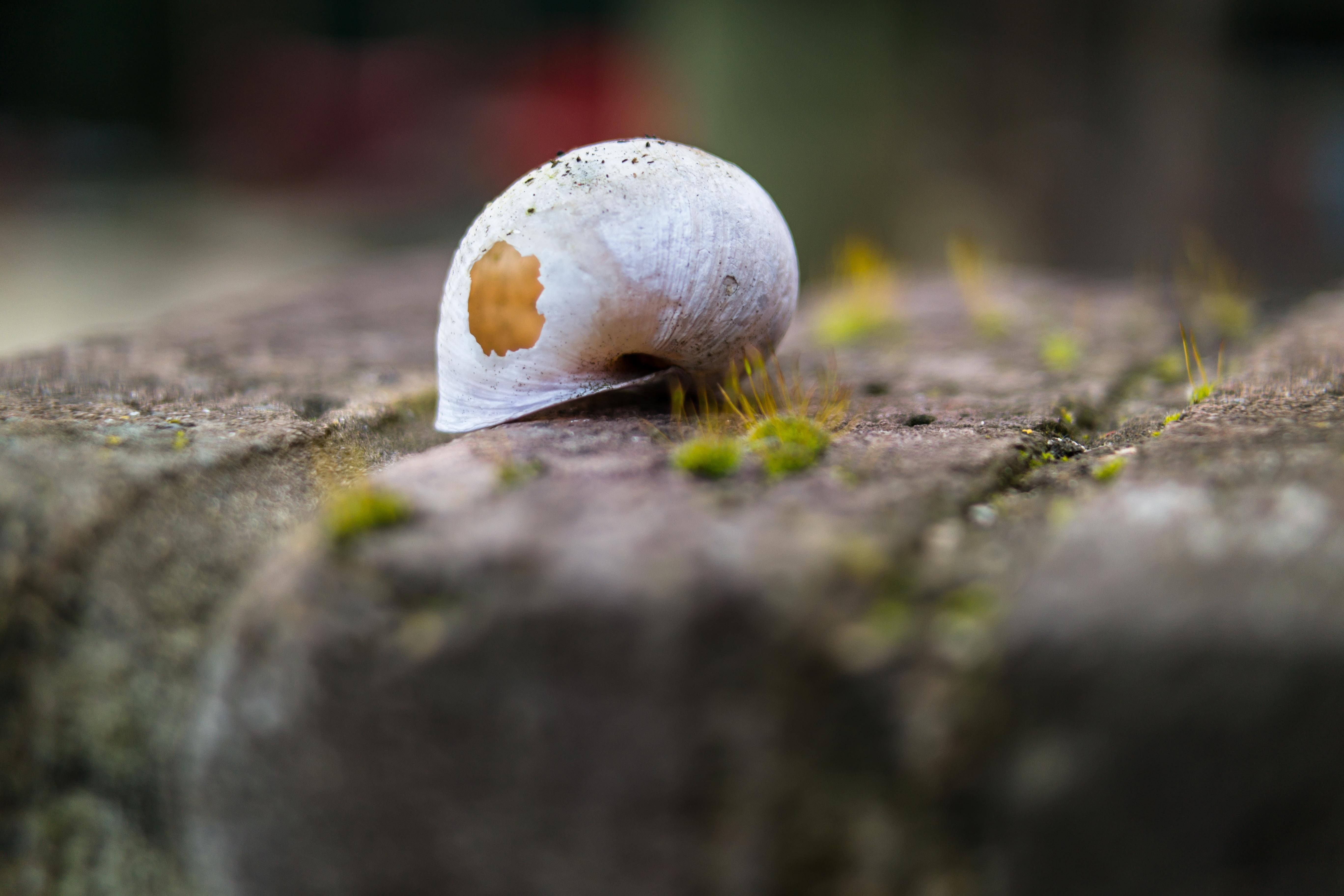 shallow focus photography of white shell