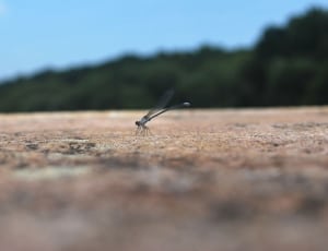 black dragonfly thumbnail