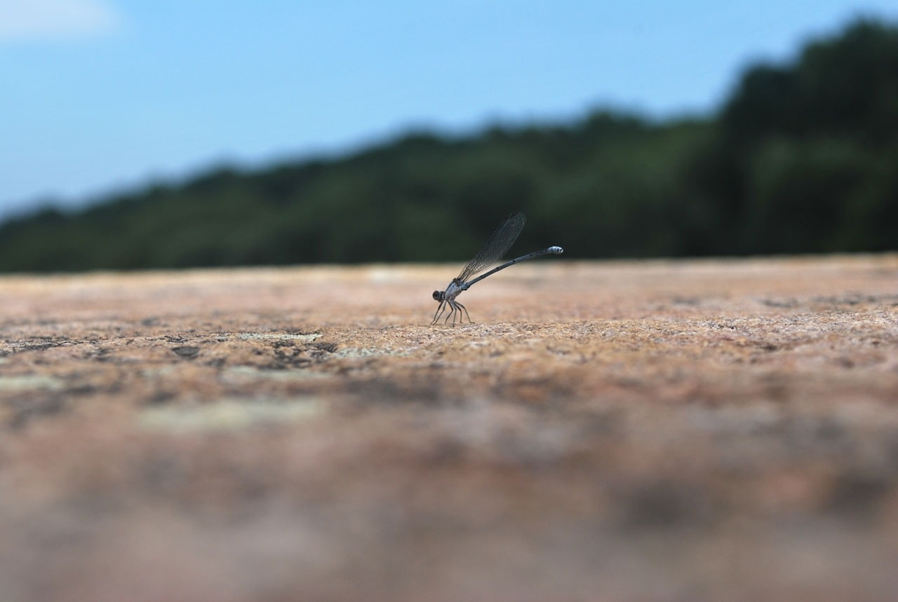 black dragonfly