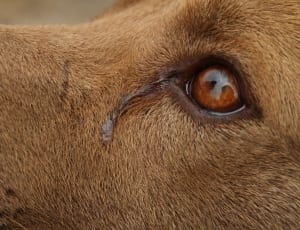 brown dog eyes thumbnail