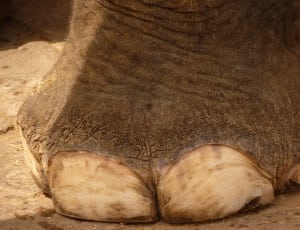 gray elephant foot thumbnail