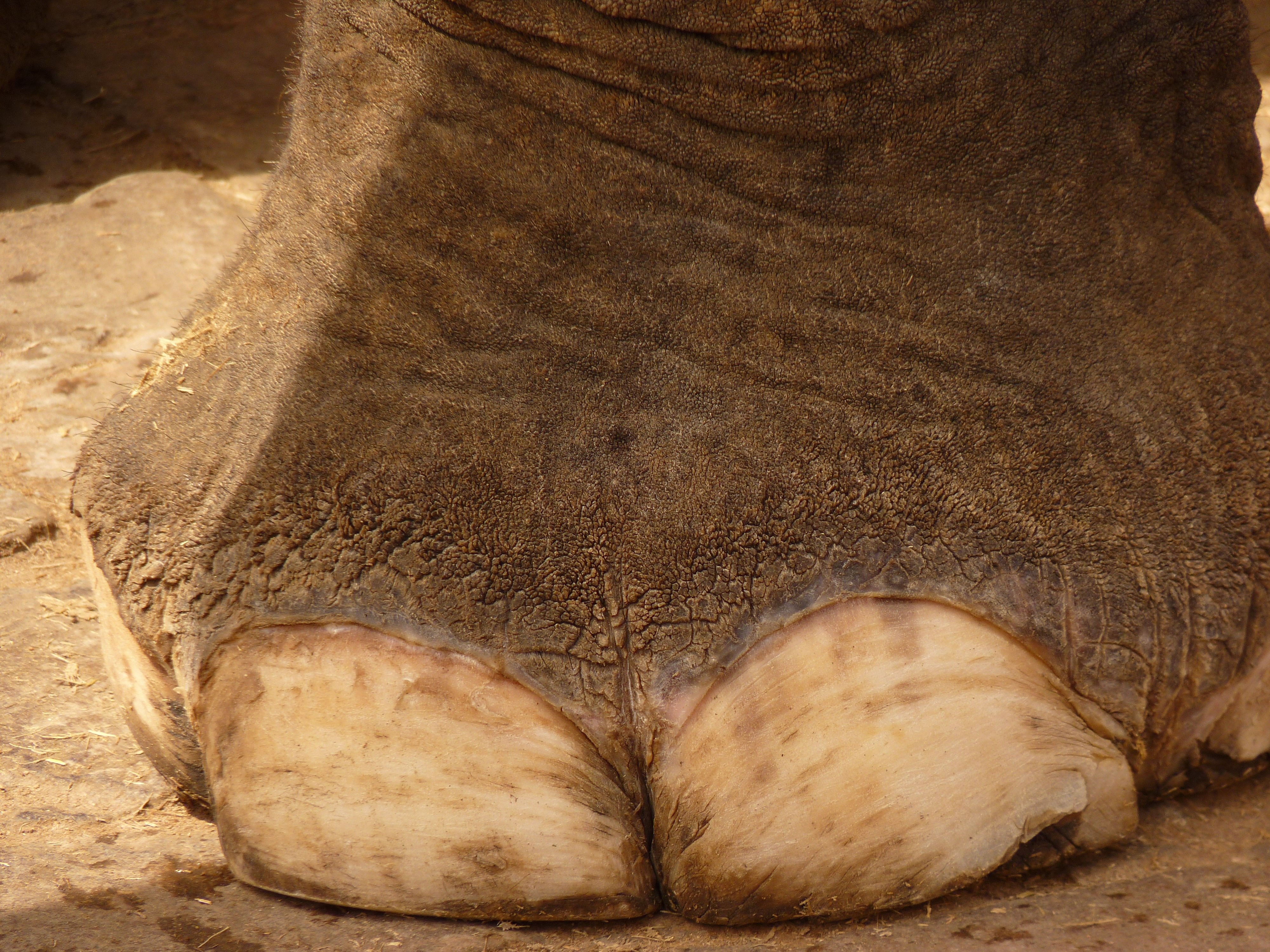gray elephant foot