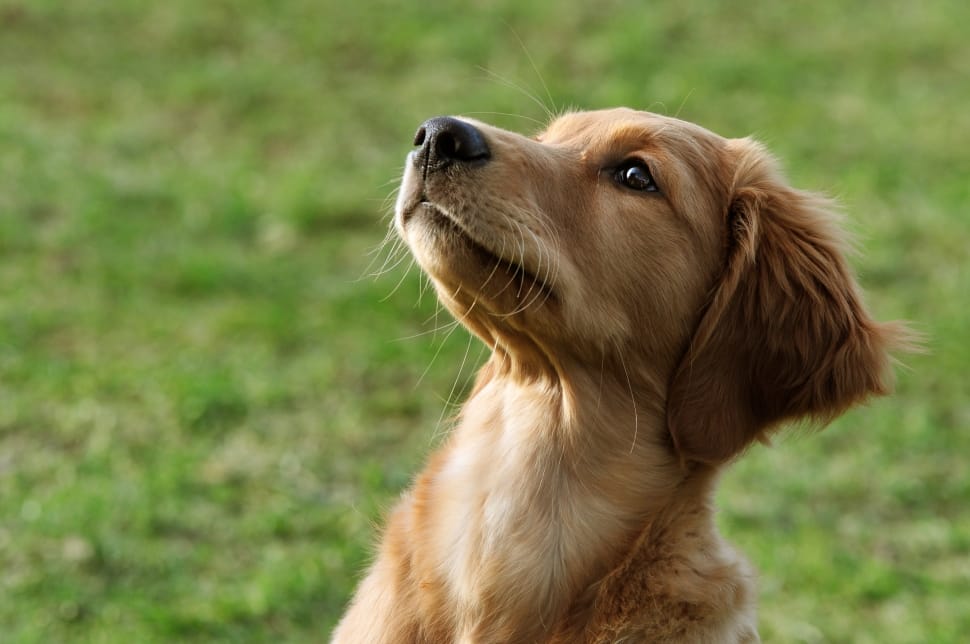 golden retriever puppy preview