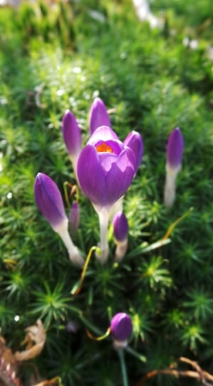 purple crocus flowers thumbnail