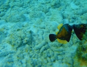 black and yellow fish thumbnail