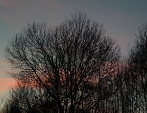 photo of silhouette trees thumbnail