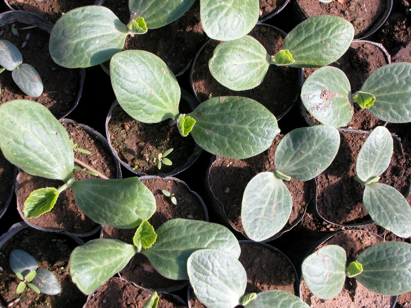 green leaf plants in gray plastic pots