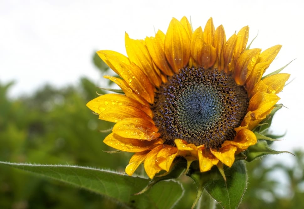 close up photography of yellow sunflower on bloom preview