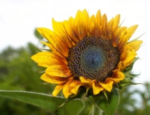 close up photography of yellow sunflower on bloom thumbnail