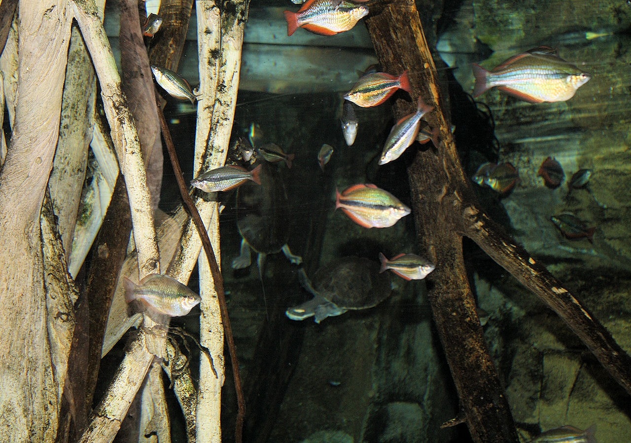 green and red fish school
