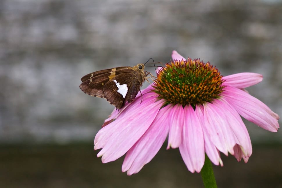 skipper moth and purple petaled flower preview