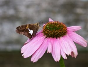 skipper moth and purple petaled flower thumbnail