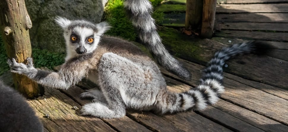 gray lemur preview