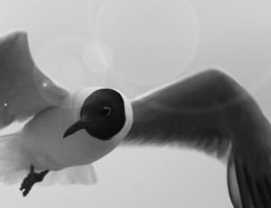 black white and gray bird thumbnail