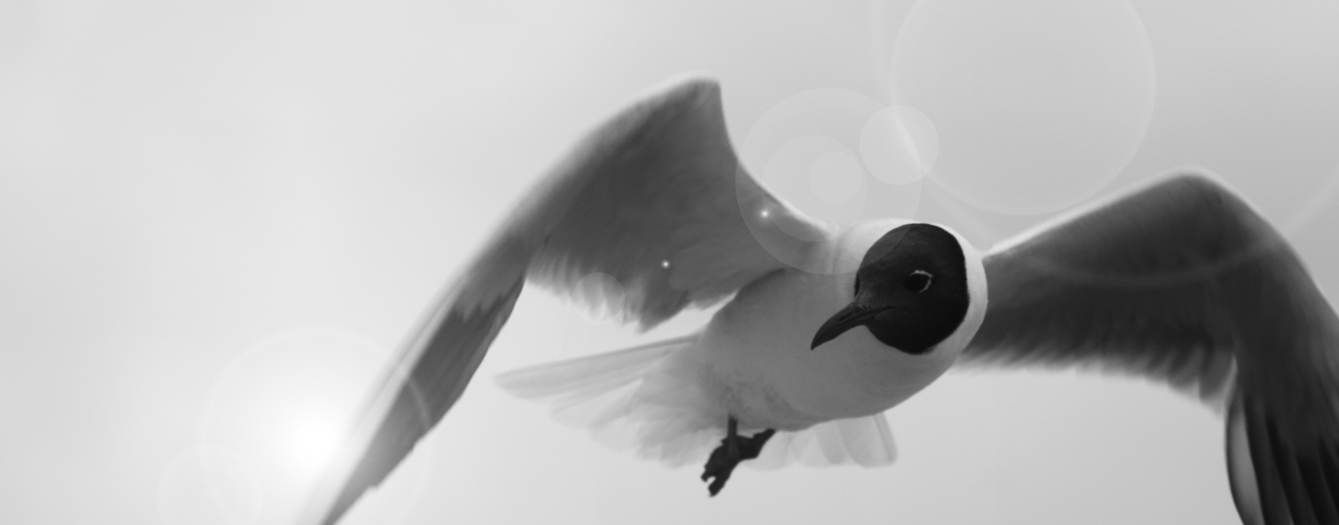 black white and gray bird