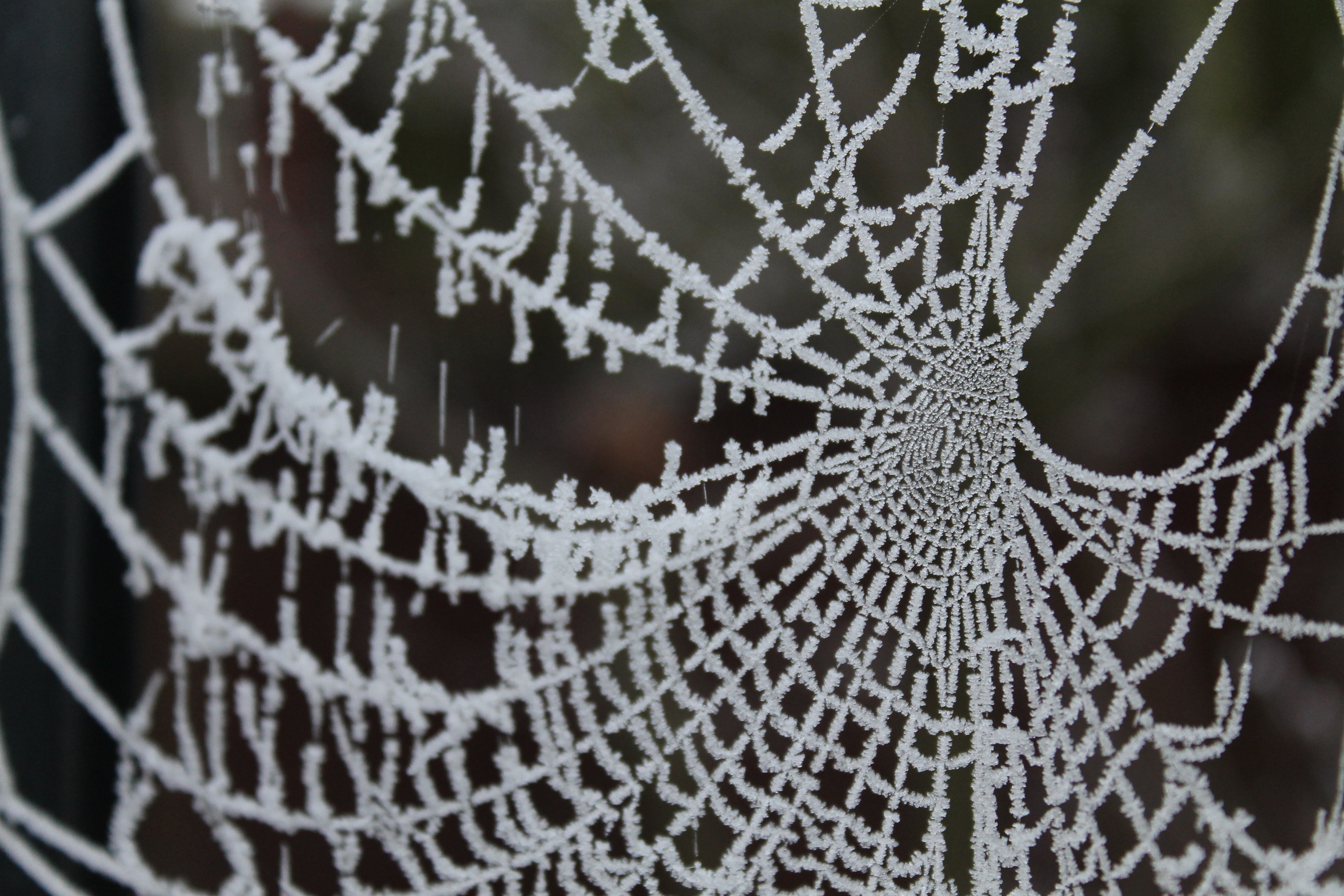 white spider orb web