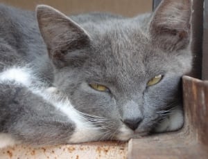 gray and white short fur cat thumbnail