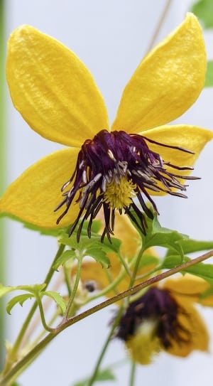 macro photography of yellow and purple flower thumbnail