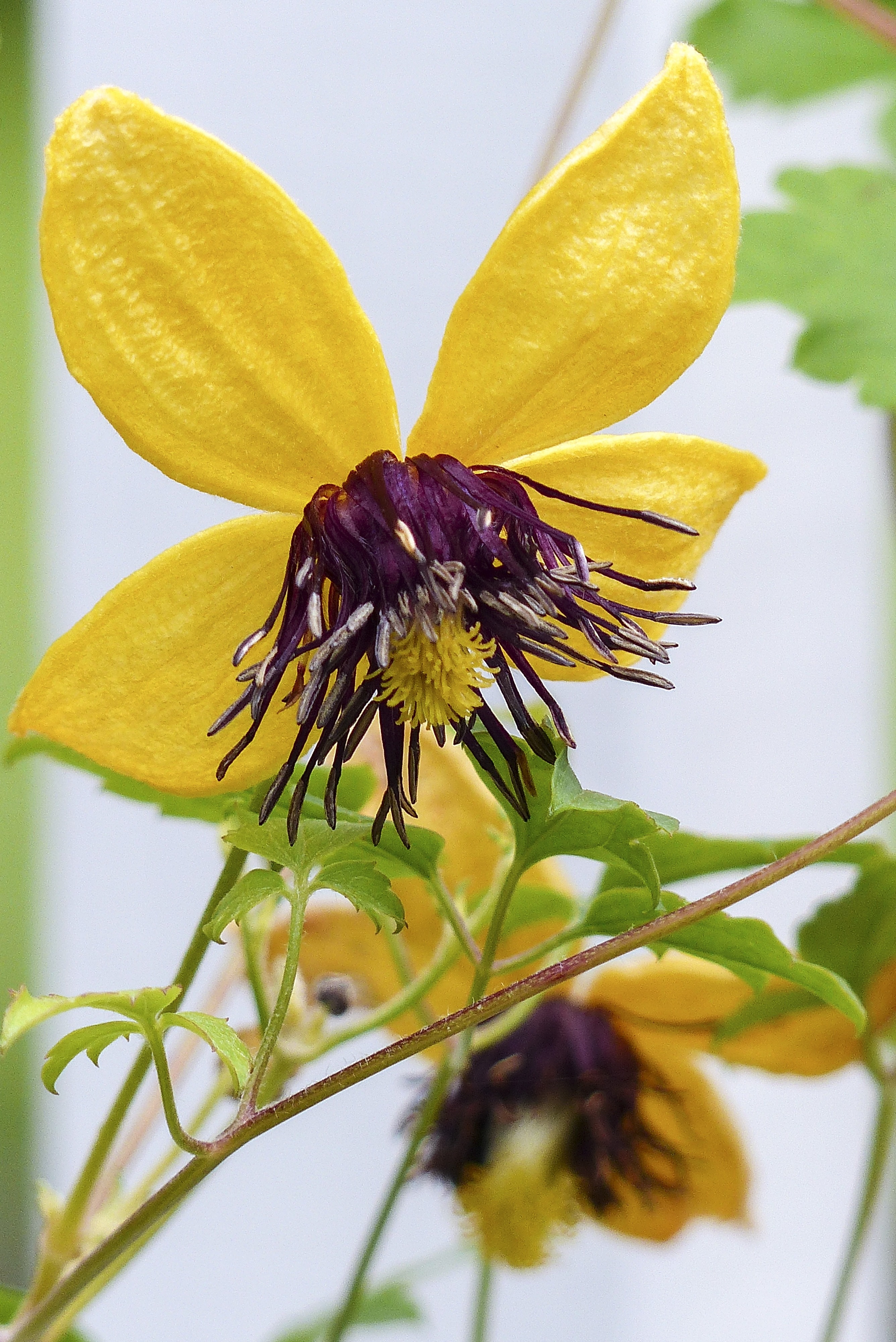 macro photography of yellow and purple flower