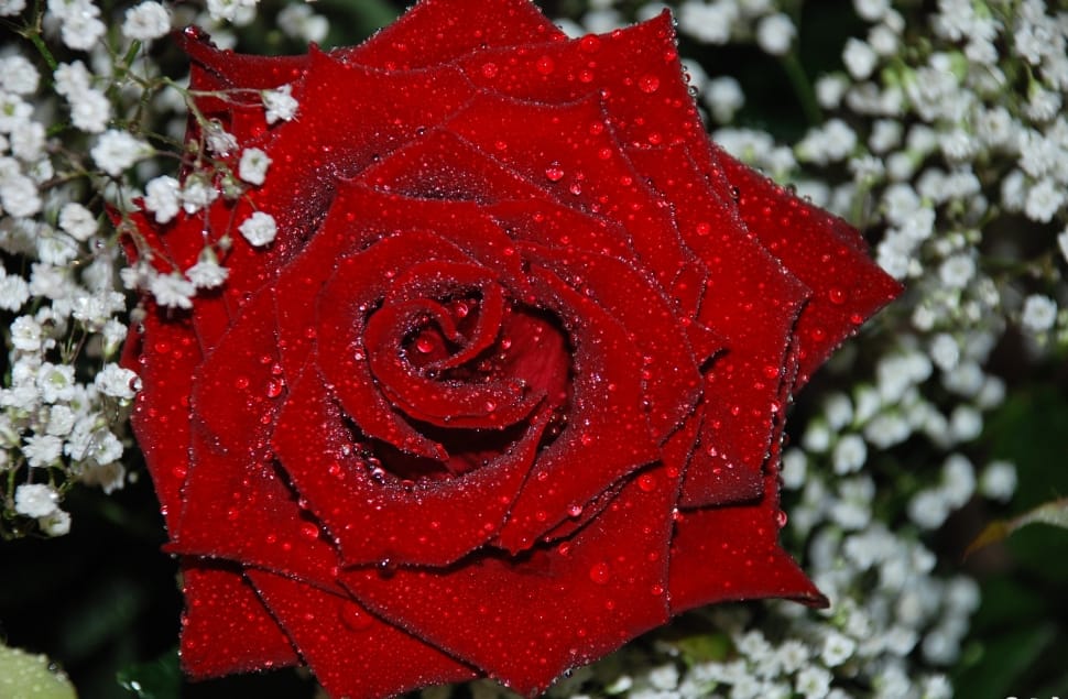 red rose flower preview