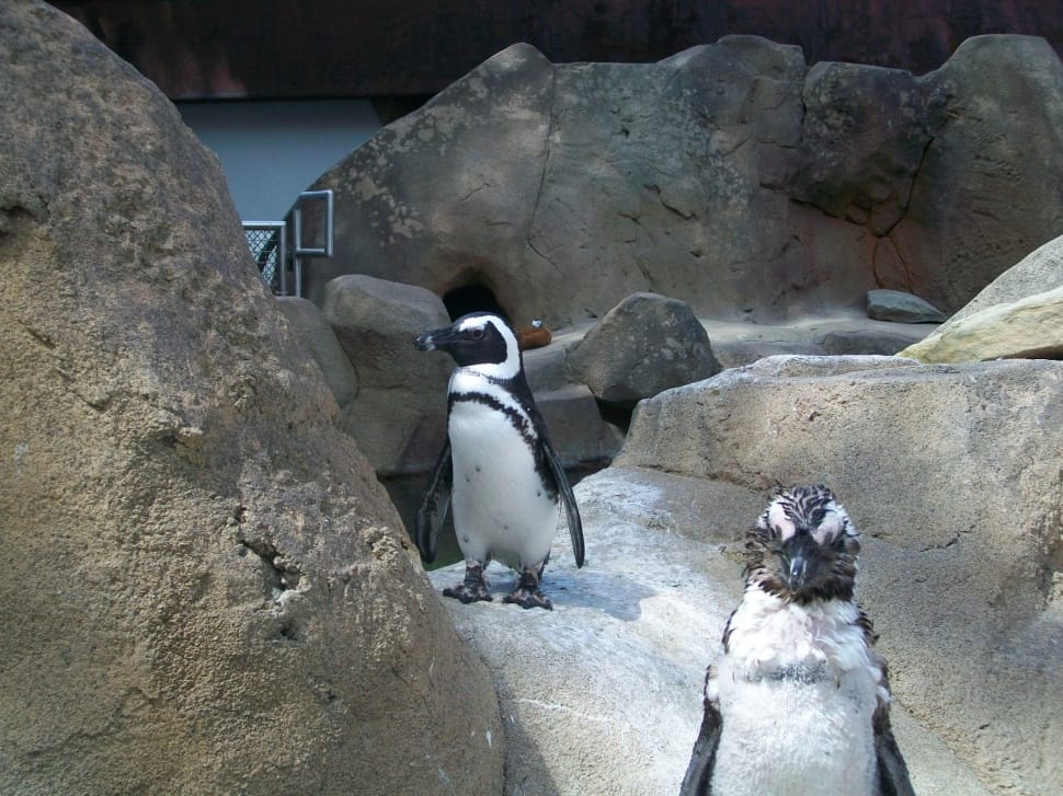 2 penguins preview