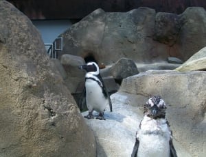 2 penguins thumbnail