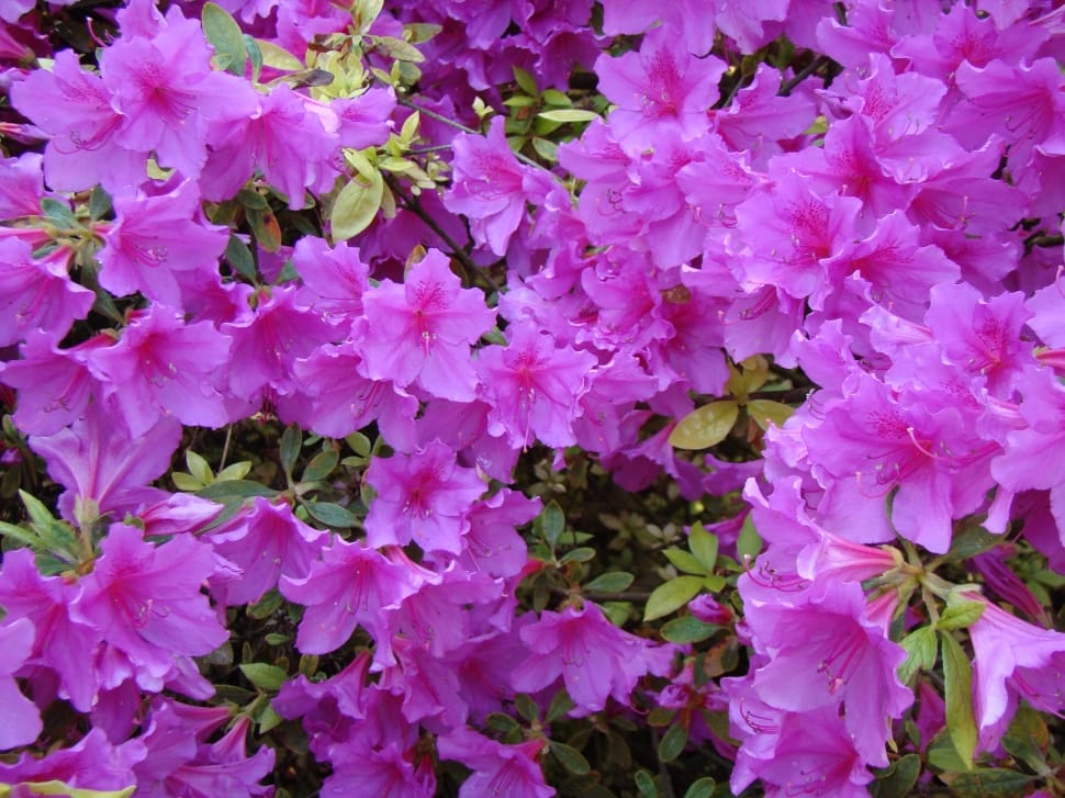 pink rhododendron preview