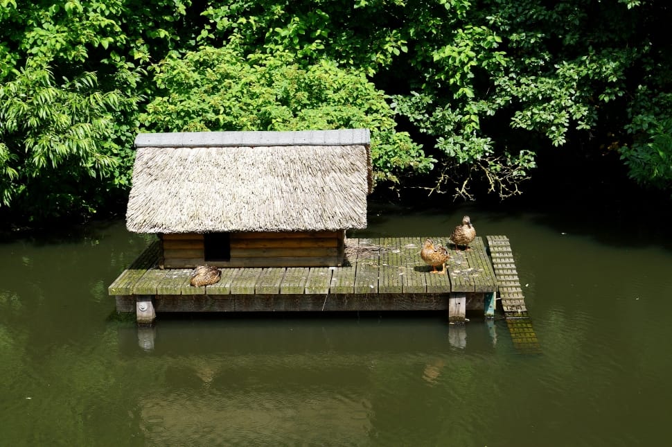 brown wooden house on body of water near trees preview