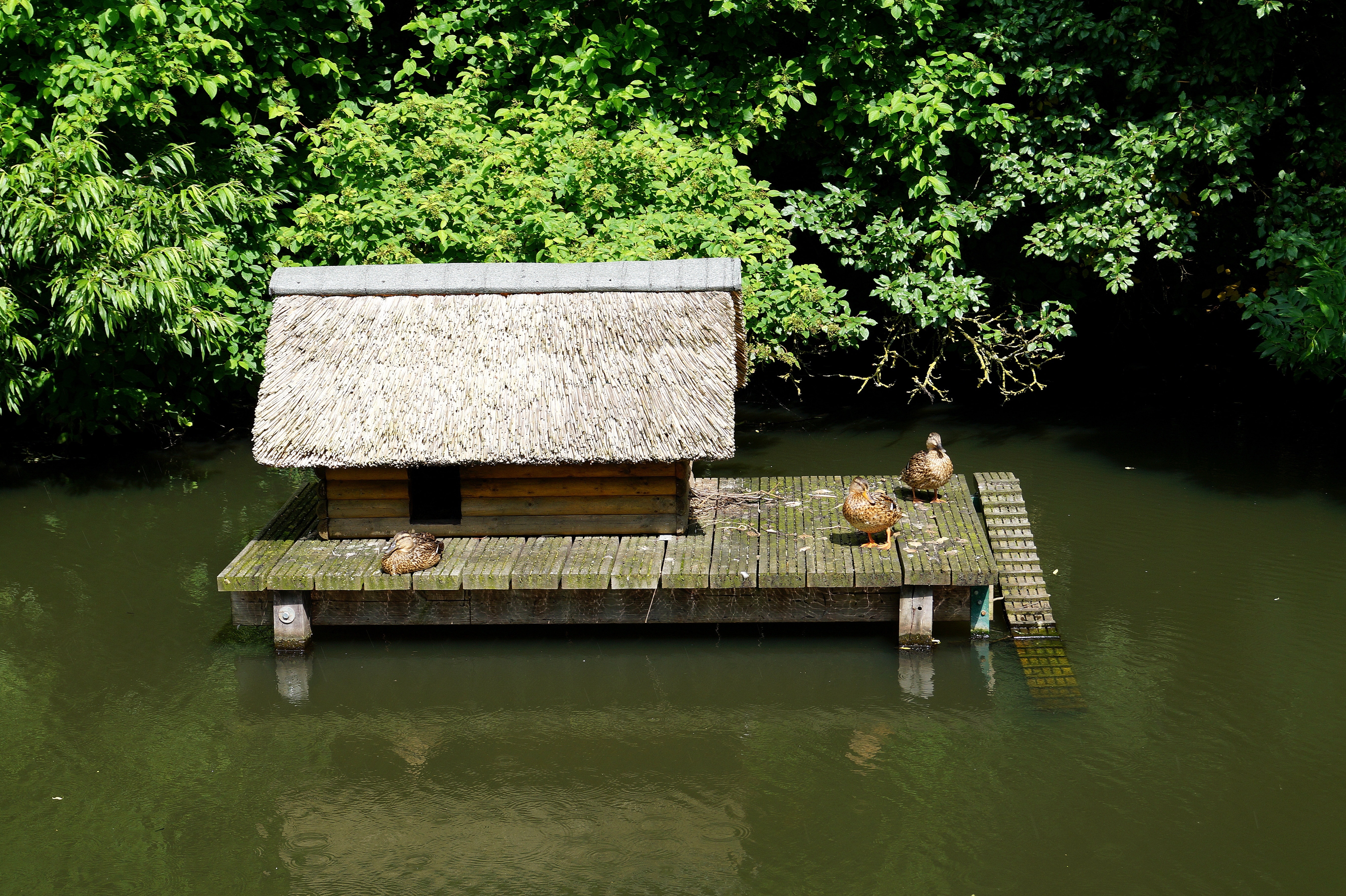 brown wooden house on body of water near trees