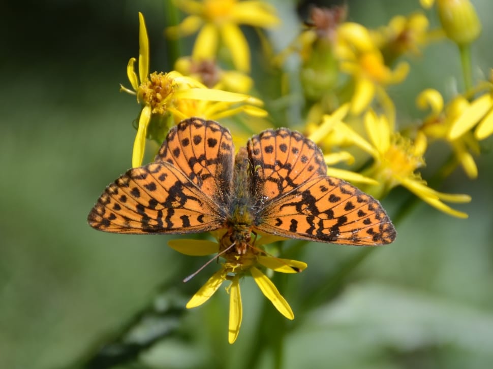 fritillary butterfly preview