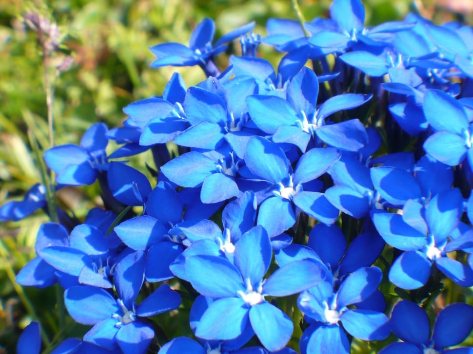 blue glory of the snow flowers preview