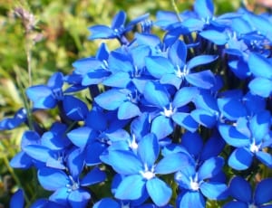 blue glory of the snow flowers thumbnail