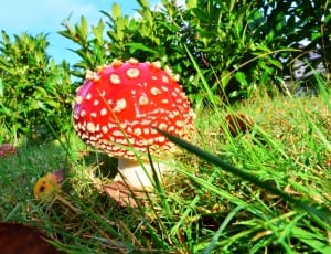 red and brown mushroom thumbnail
