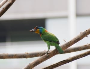 green and blue yellow small beak bird thumbnail