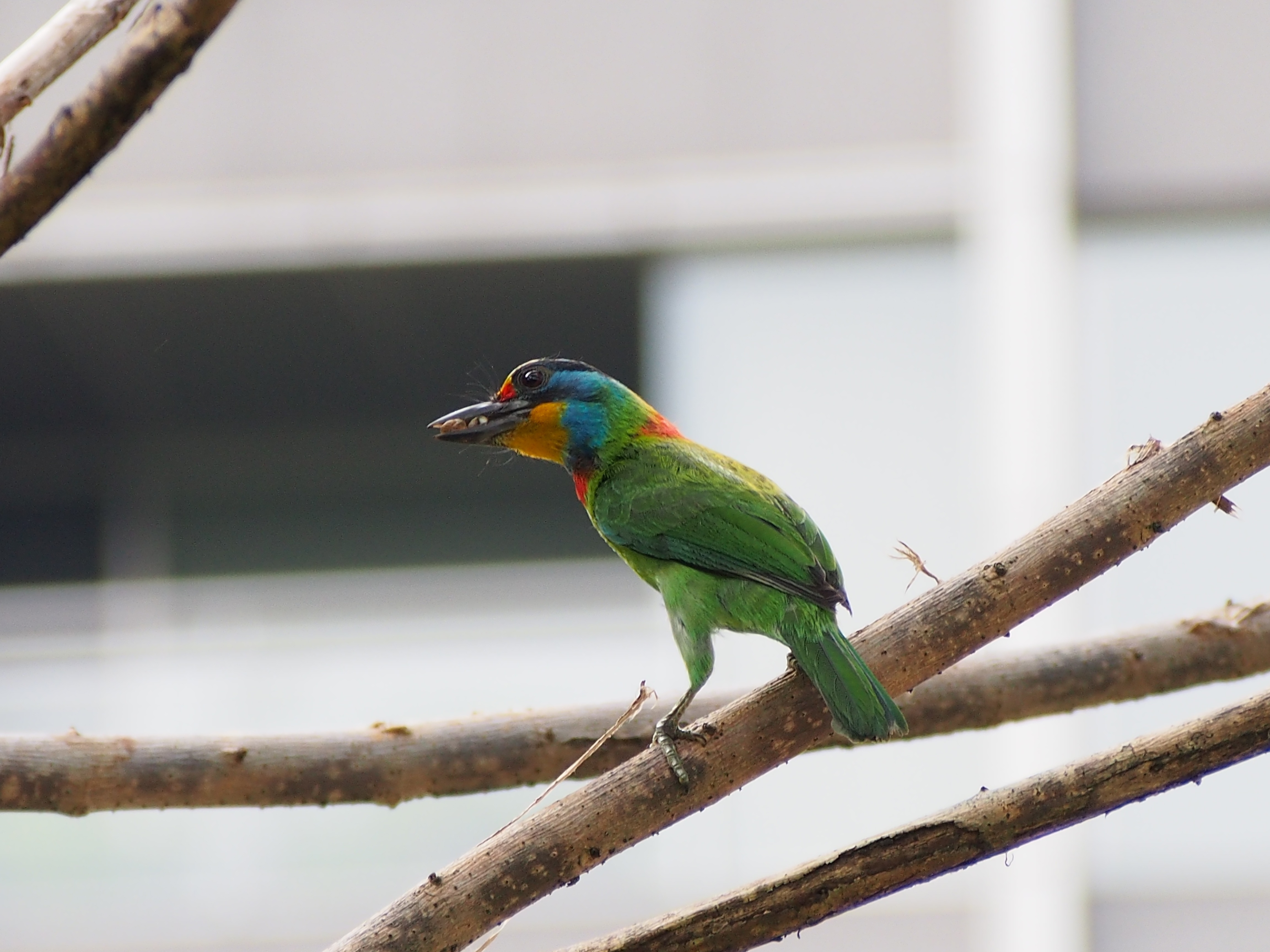 green and blue yellow small beak bird