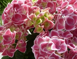 bunch of pink and white petaled flowers thumbnail