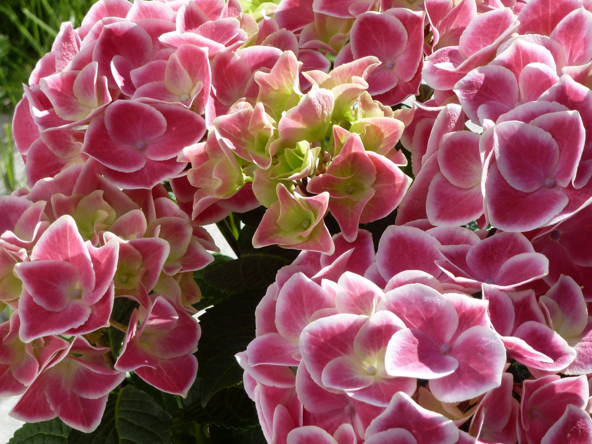 bunch of pink and white petaled flowers