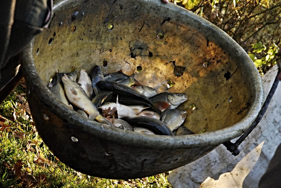 fish lot and gray metal pot preview