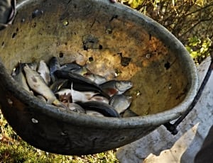 fish lot and gray metal pot thumbnail