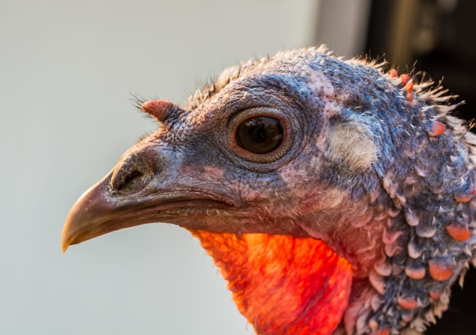 close up photo of turkey preview
