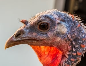 close up photo of turkey thumbnail